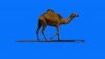 camel and needle